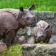 &quot;Words can't hurt you.  You've got a tough hide, young man.&quot;  A mother rhinoceros offers her baby words of encouragement.