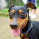 dog-lovers-playlist-25-songs-for-people-who-love-dogs