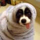 dog-lovers-playlist-25-songs-for-people-who-love-dogs