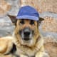 Dapper cap you have there, Shep.