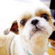 dog-lovers-playlist-25-songs-for-people-who-love-dogs