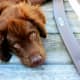 dog-lovers-playlist-25-songs-for-people-who-love-dogs