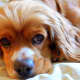 dog-lovers-playlist-25-songs-for-people-who-love-dogs