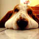 Big jowled basset.