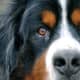 dog-lovers-playlist-25-songs-for-people-who-love-dogs