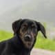 dog-lovers-playlist-25-songs-for-people-who-love-dogs
