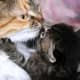 Sweet baby kiss from a kitten to her mama.