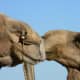 Camel kisses, no tongue