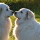 Doggie kisses