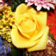 Yellow roses represent, among other things, friendship shared between two people. They are a good option for giving to a friend this Valentine's Day. They are a platonic rose color.