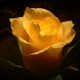 Never give your sweetheart yellow roses, as they are considered to be a sign that you are attempting to break up with your partner.