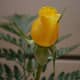 Yellow roses also represent jealousy, which is perhaps one of the reasons why they're considered to be a breakup flower.