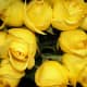 Yellow roses have more of a place as a &quot;Get well soon&quot; than as an &quot;I love you.&quot; As beautiful as they are, save them for hospital visits or your friends!
