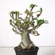Desert Rose
