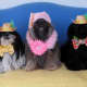 merry-christmas-greeting-card-with-five-shih-tzu-beauties