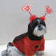 merry-christmas-greeting-card-with-five-shih-tzu-beauties