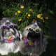 Two of Tom and Judi's Shih Tzu dogs...Sophie and Sadie wearing sunglasses