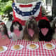 Cute Shih Tzu dogs dressed up for the 4th of July holiday!