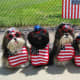 Cute Shih Tzu dogs dressed up for the 4th of July holiday