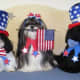 Shih Tzu dogs all dressed up in patriotic costumes for the 4th of July