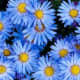 Aster flowers