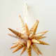 Christmas seashell star ornament