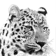 Photo to sketch effect on a leopard picture.