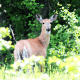 我最喜欢的鹿照片变成了一幅油画。