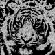 Chalk effect on tiger photo. Looks like it was drawn on a blackboard using chalk.