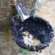 Sap catch from a tapped rubber tree.