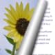 Use different sized page curls or page turns for a neat effect.