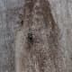 Ant on a gum tree, Otways, Australia.