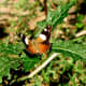 Butterfly on a weed, Lysterfield, Australia