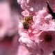 Bee on cherry blossoms, Melbourne, Australia.