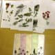 Arrange many pages of pressed leaves and flowers so that you have a pallet of shapes and colors to pull from as you create.