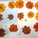 Brilliant orange cosmos make for eye-catching design.