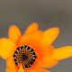 The focus is on the center of the flower, both the background and the petals are out of focus. With Canon's 100mm IS lens
