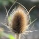 A dried seed head at Quedlinburg castle in autumn with great background blur.