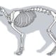 A cat skeleton. Note the curvature in the spine and the length of the tail. 