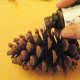 Put a few drops of oil on each pine cone. You may want to do this over the plastic bag.