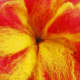 3D Felt Flower Close-up