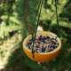Orange peel bird feeder tutorial.