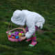 A clutch of eggs found during an Easter Egg hunt