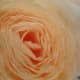 Close-up of Large Peach Coffee Filter Rose