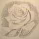 Final sketch of a rose