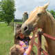 Horses have always brought me and my family joy. What have horses brought to your life?