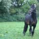 Horses, like humans, have individual temperaments and personalities. What brought you and your horse together?