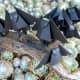 Bats on a Limb