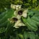 Henbane like that used in Salem and Spanish ointments.