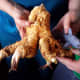 Fresh horseradish root from my sister's garden, looking like the foot of some colossal bird! The ceolocanth was our special traveller for this trip.